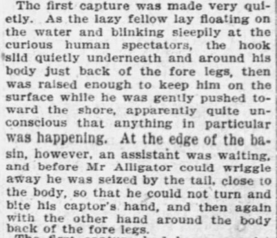Getting the 'gators out of the pond was quite the affair. People dropped what they were doing to come watch. Gardeners would put a bridge over the basin, then wrangle the 'gators with a pole and hook. From The Globe in October 1901: