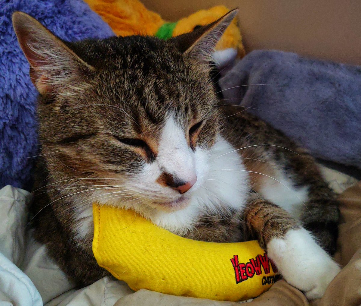 Pinktoebean's tweet image. I love my @YeowwwCatnip banana 🍌