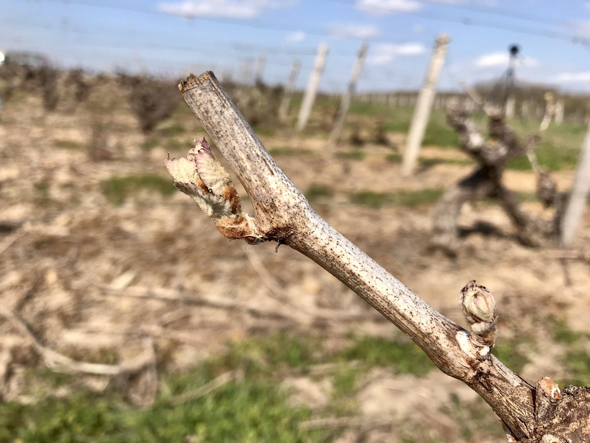 Daniel Labaronne tweet media