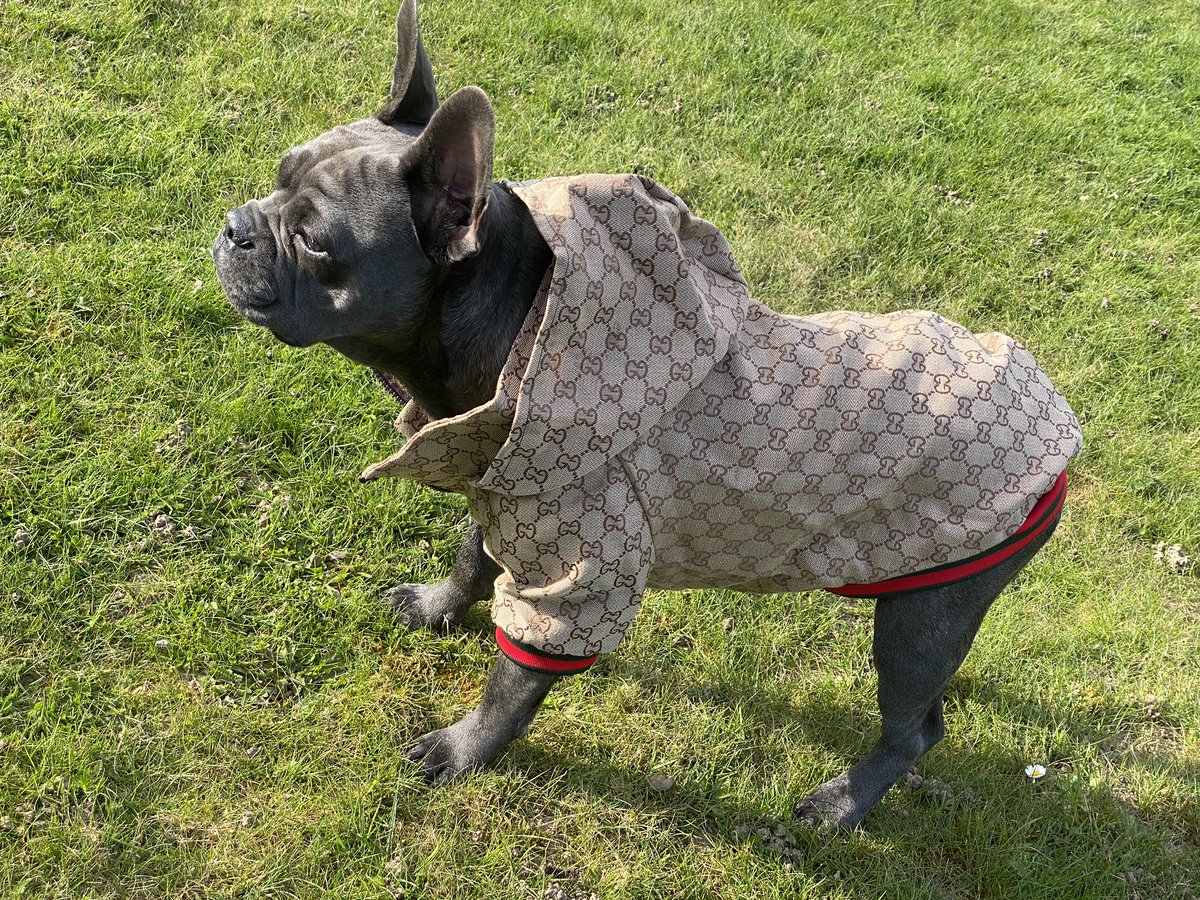 Harper & Stitch Frenchie Boutique tweet media