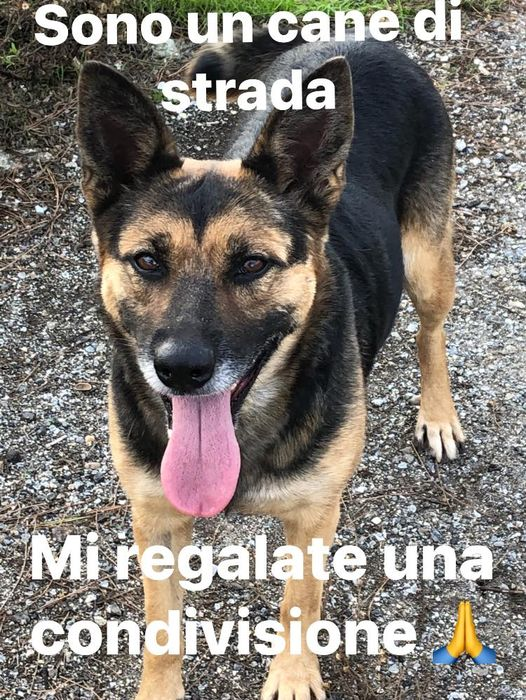 Mi chiamo Dolcenera ho 3 anni e sono vittima di abbandono😢 
La mia casa è la strada 
Ho un carattere solare🥰  (vivo con altri randagi)
Sono STERILIZZATA CHIPPATA E VACCINATA
Arrivo in tutta Italia con i dovuti controlli 
REGALATEMI UN SOGNO CHE SI CHIAMA FAMIGLIA❤️
347 4348141