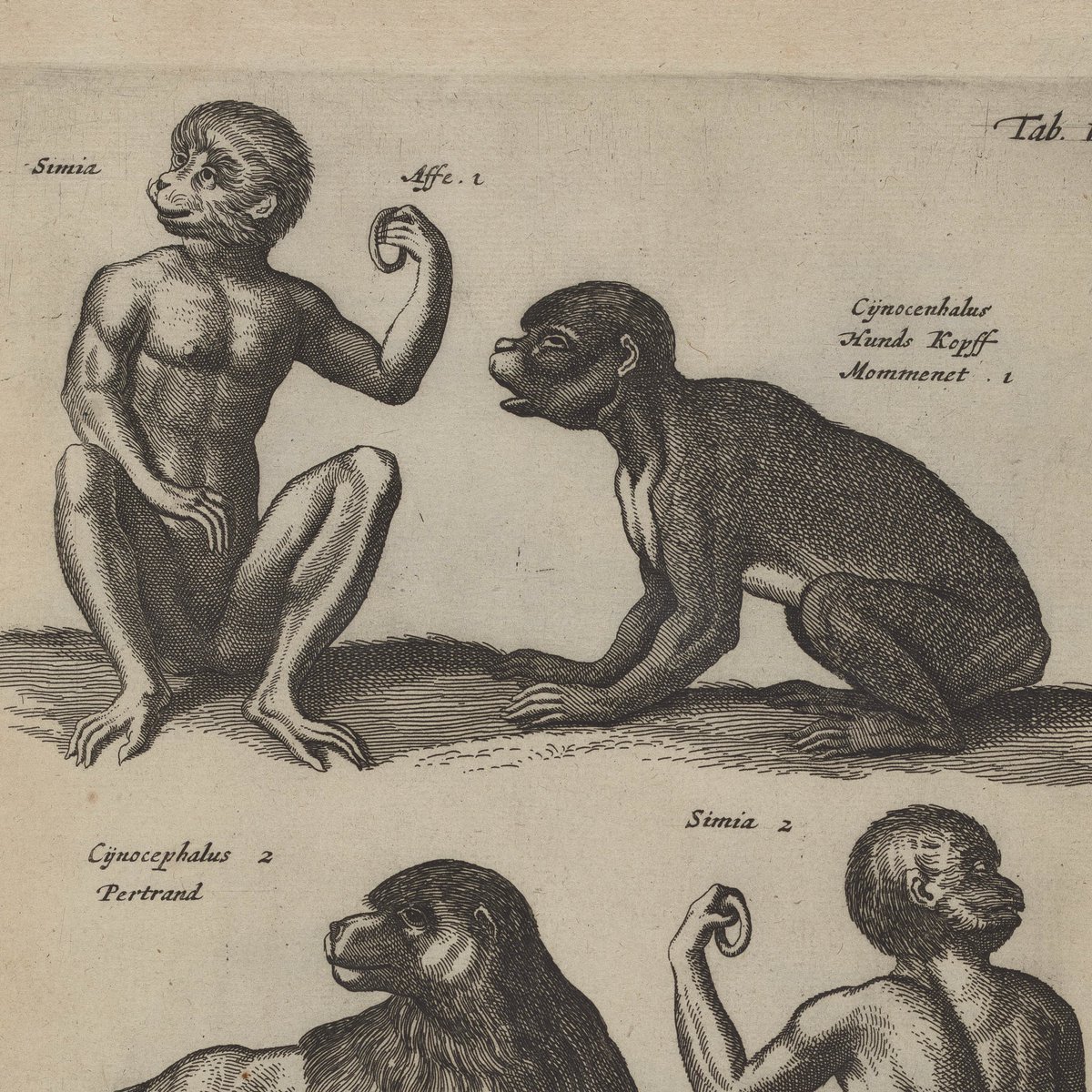 Photographing what seemed to be a fairly normal zoological volume at first, but the plates proceeded to get more wild with each page turn
