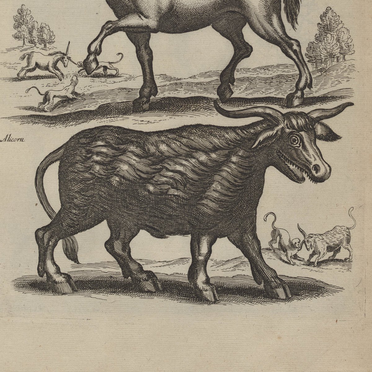 Photographing what seemed to be a fairly normal zoological volume at first, but the plates proceeded to get more wild with each page turn