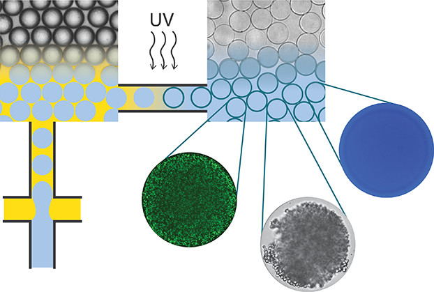 ACS_AMI's tweet photo. Researchers from the Soft Materials Lab @SMaL_EPFL and the Persat Lab @alexpersat at @EPFL_en developed a robust method to produce selectively permeable #hydrogel capsules from single emulsion drops https://t.co/yNZBHQrlzk https://t.co/HVfmy0LRMW