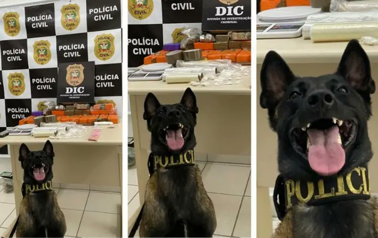 Smile! You're on camera**Brazilian police sniffer dogs are sniffing too much