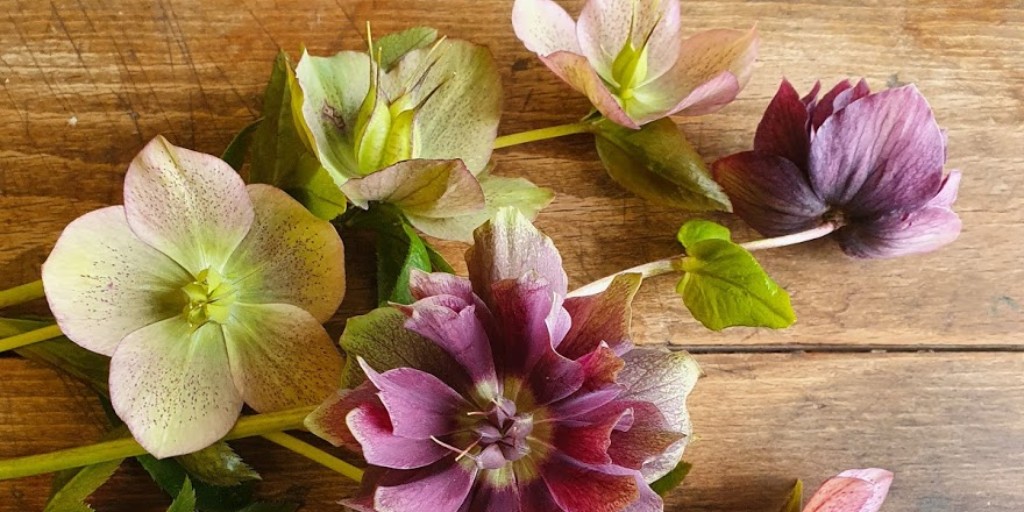 Loving the hellebores - elegant, calm and gentle.   The doubles are really pretty.....

#springflowers #hellebores #shoplocal #b49flowers #warwckshireflowers