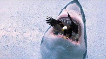 PVSHARKSLAX tweet media