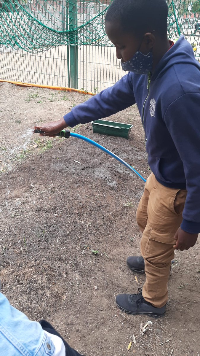 Continua creixent l'hort de cicle superior. Ja tenim plantades les tomaqueres🍅, els enciams🥬, els melons🍈, les síndries🍉 i avui hi hem afegit patates🥔. Tot ben regat i a l'espera dels primers brots!