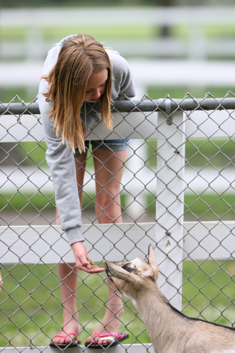 VisitMankato's tweet photo. 🦙 Did you hear the great news? Sibley Farm animals are returning to Sibley Park!! #VisitMankato #Mankato #exploremn @exploreminnesota #sibleypark #spring https://t.co/ErdsipXgd1