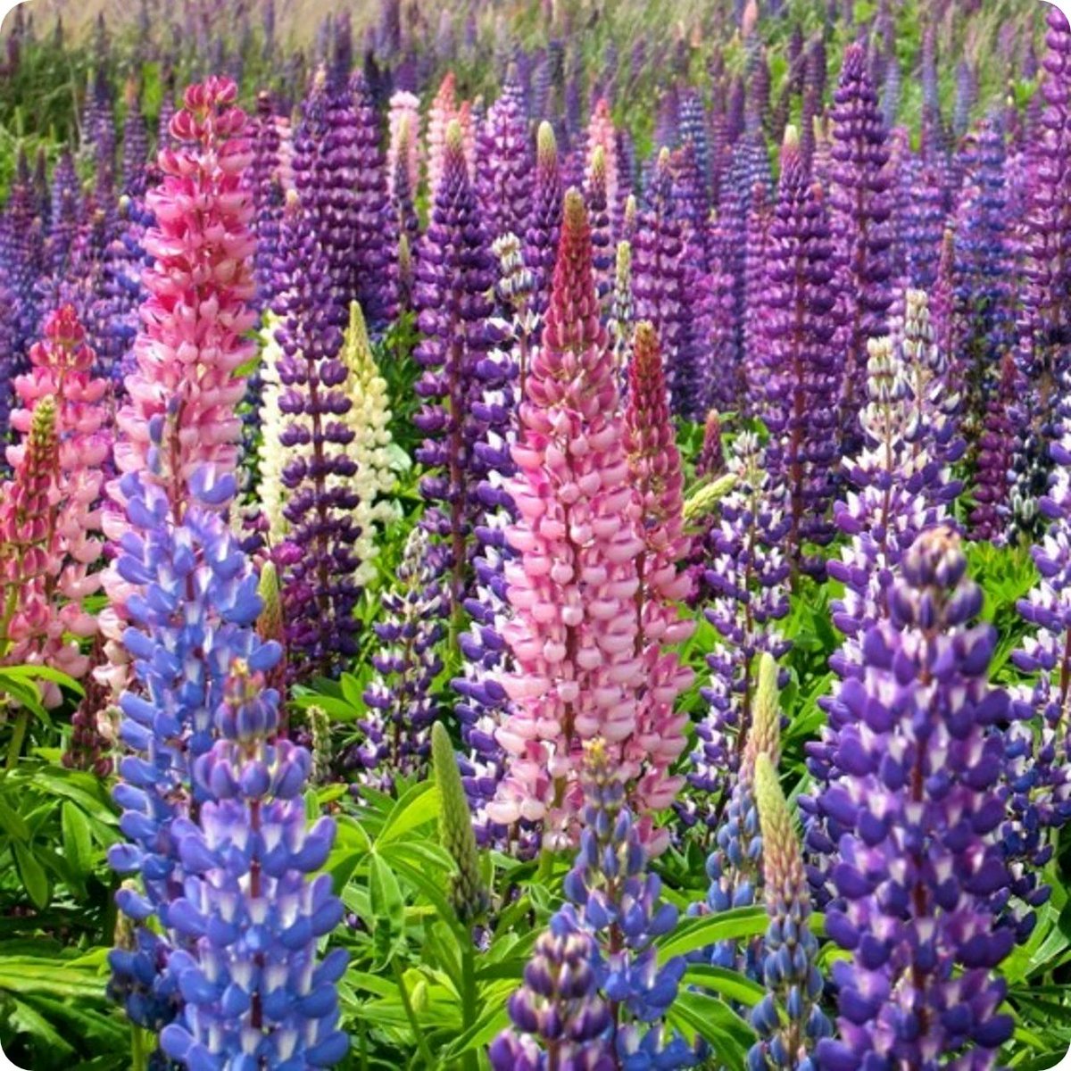 I have Lupins growing from seed! I love this flower and so do the rabbits! It's off to a good start for me. I am a flower person, and have cut flowers in the house and gardens filled with colorful flowers. My farm had acres of flowers!