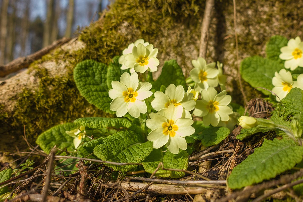 ScotsCaravanMag's tweet photo. This week's #wildlifewatch is flowering!

Primroses are a welcome sign of spring. They are one of the first woodland blooms and an important food source for butterflies. Primrose is an ancient woodland indicator so it's an exciting find!

Share your #WildlifeWatch below! https://t.co/Evjdzj3cg0