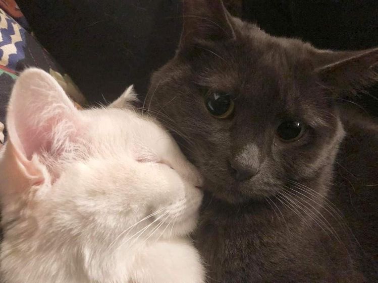 🐈