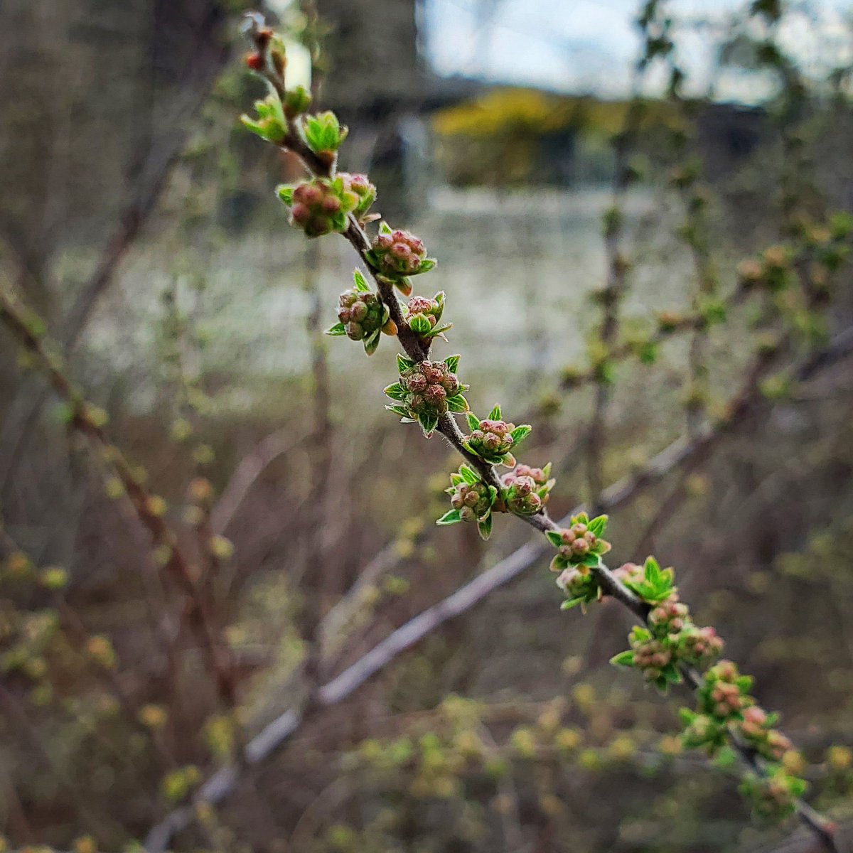 We love the buds of spring. 🌱

#springitonpa #spring #hawleysilkmill #hawleypa #poconomtns #poconos #poconoproud #discovernepa #visitpa #SettlersHospitality