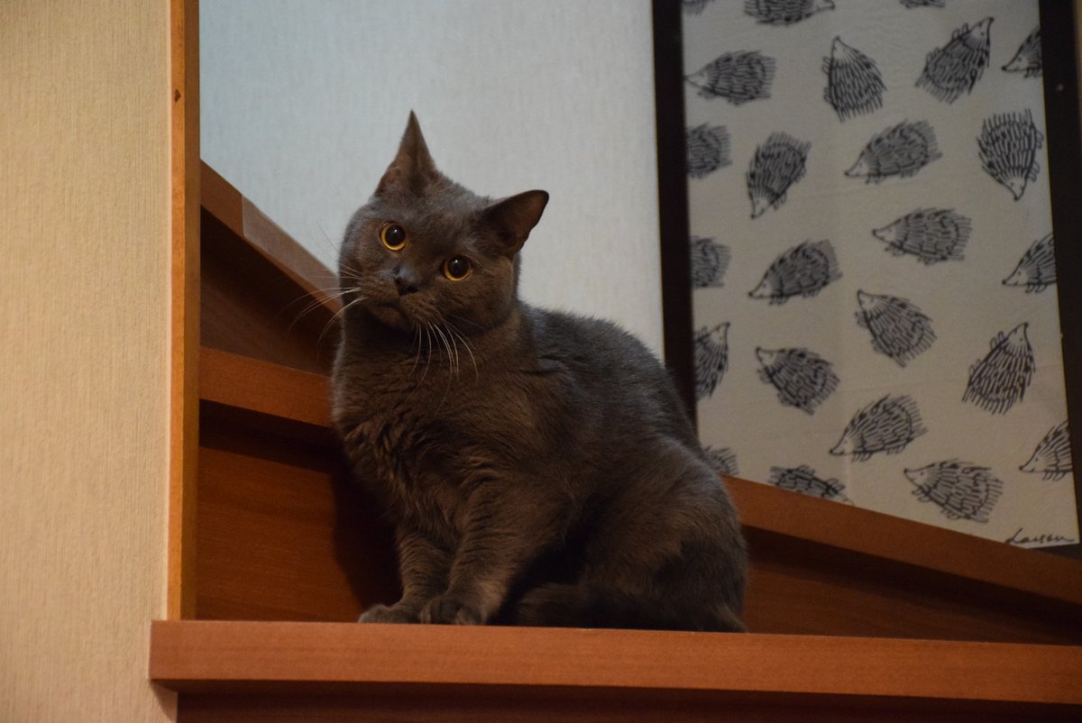 Midiariodelgato's tweet photo. Bienvenido en las escaleras🐱
(Welcome on the stairs)

#Gato #ViviendoConGato #AmanteDeLosGatos #ClubDeGatos #FotoDeGato https://t.co/5Hs511Gi28