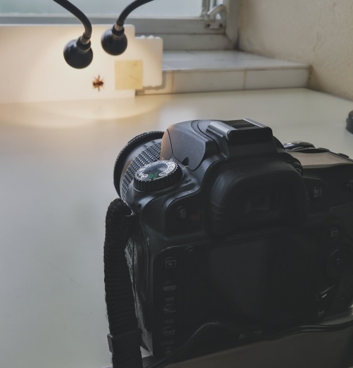 Cooleoptera's tweet photo. _Shooting Day_ 📸🐝 avui al laboratori de @UIBuniversitat per a un projecte sobre #biodiversitat i #entomologia!
#EntomoGlobal @Mar_Leza_Salord @Cay3tanoHerrera https://t.co/nRXY2ZZS2A