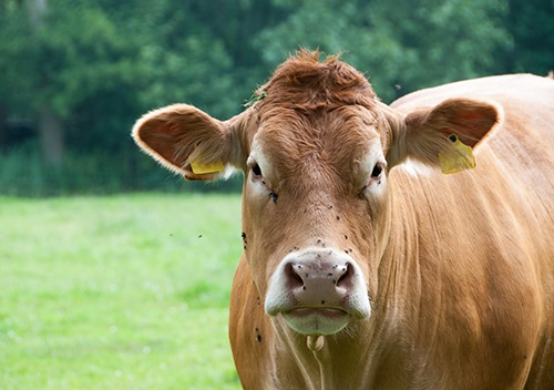 TFC_TrainingEd's tweet photo. With spring here, it’s time to begin planning for the coming fly season. 🐮 This week's blog at https://t.co/0SETr1kaV8 will help you have a effective fly management programs. #ShopCoop #CoopForUsAll https://t.co/tGwa1Ubt5g