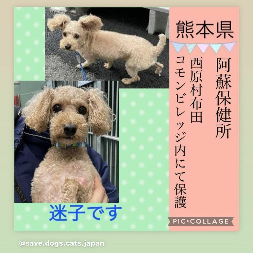 宜しくお願い致します。

#anima #pet #catstagram #catoftheday #animal #animals #otaru  #japan #Japanese #saitama #hokkaido #chiba #kanagawa #tokyo