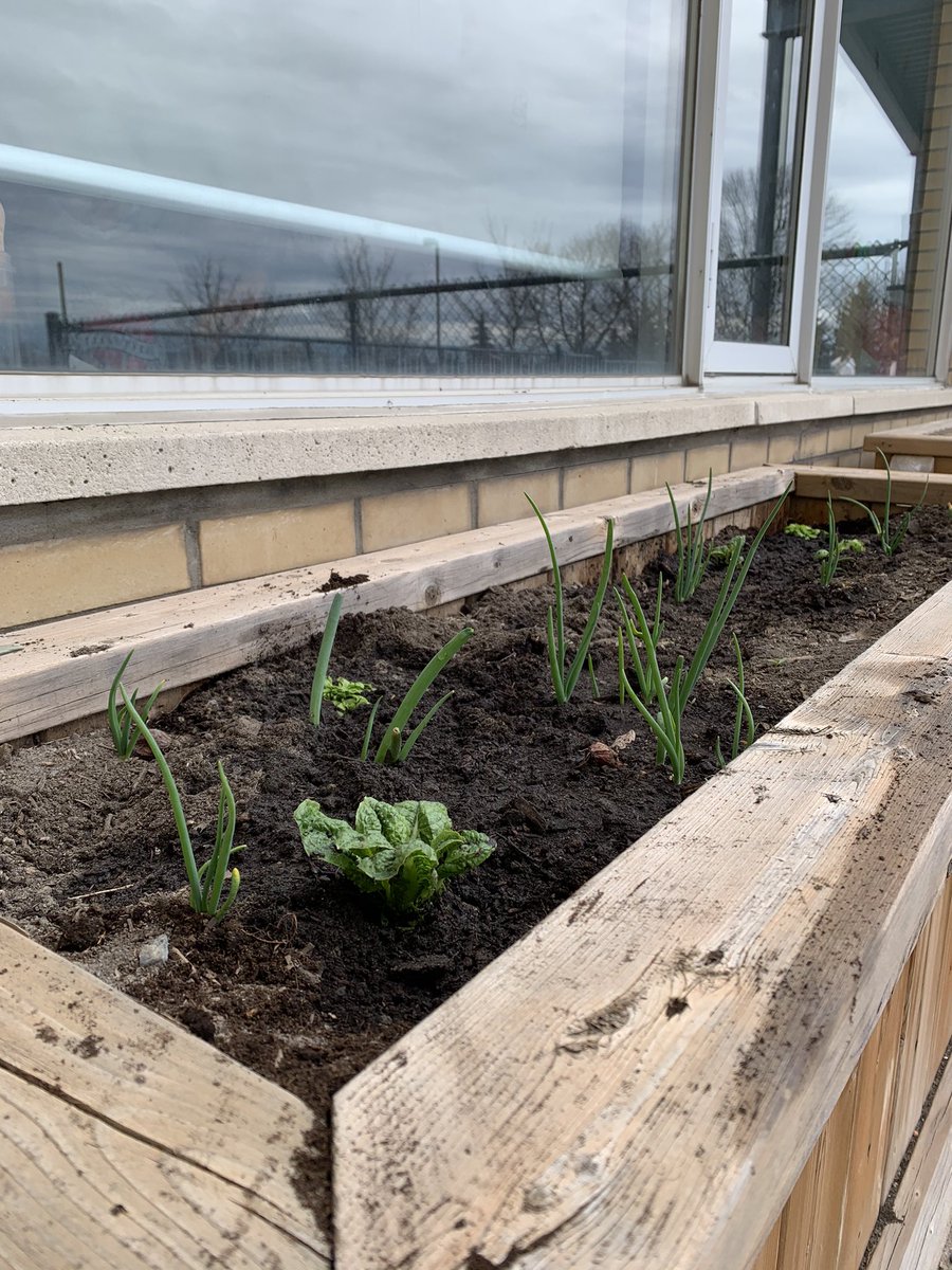mspindar's tweet photo. @SWS_PS Students in #FDK in @MissW00D and @mrs_mclennanSWS classes have been learning about plants. Today we planted the lettuce, celery and green onions we’ve sprouted from kitchen scraps.
Can’t wait to see how much they’ve grown after the break!
#SWSCampX https://t.co/cnipMcJjiV