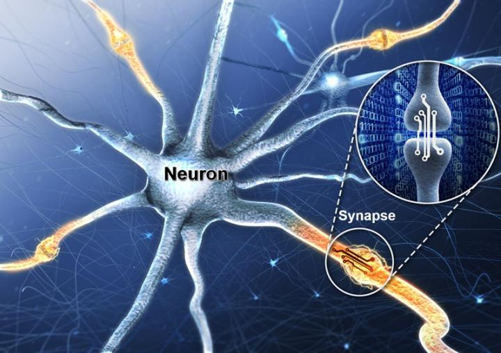 وبما أن المخ بينطبق عليه أنه نظام System من المدخلات والمخرجات يبقا ده معناه أنك ممكن تفهم بيشتغل ازاي من دراسة تأثير المدخلات على المخرجات. من دراسة المخ عرفنا أنه شبكة معقدة بتمر فيها الاشارات الكهربائية من مكان لآخر من خلال الخلايا العصبية Neurons والوصلات العصبية Synapses.