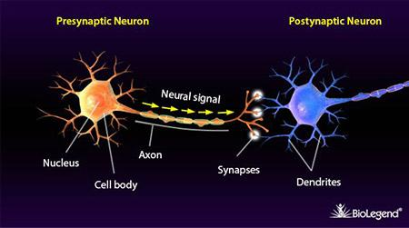 وبما أن المخ بينطبق عليه أنه نظام System من المدخلات والمخرجات يبقا ده معناه أنك ممكن تفهم بيشتغل ازاي من دراسة تأثير المدخلات على المخرجات. من دراسة المخ عرفنا أنه شبكة معقدة بتمر فيها الاشارات الكهربائية من مكان لآخر من خلال الخلايا العصبية Neurons والوصلات العصبية Synapses.