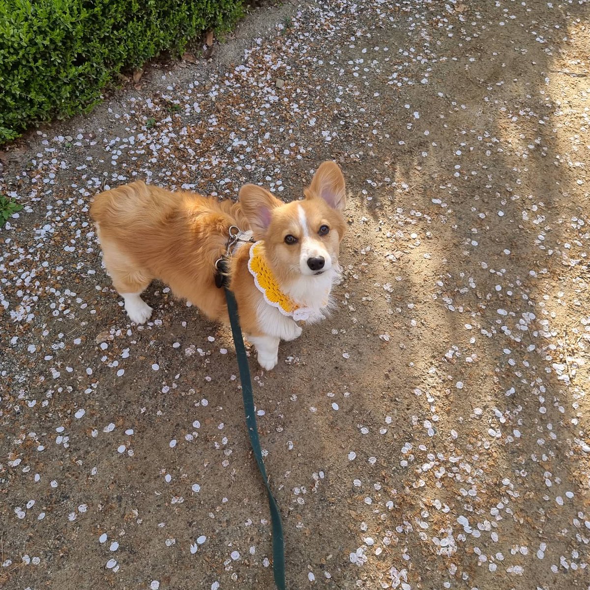 벚꽃이 떨어지는 어느 봄날.
올해도 철쭉 축제는 취소이고 철쭉동산도 15일부터 폐쇠한대...내년에는 축제를 볼수 있을까?
날 보는 우리 패리스 짱 이뽀♡♡♡

#웰시코기 #철쭉동산 #welshcorgi #corgi