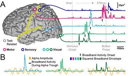 اتطور الأمر مع جهاز الـ EEG واللي بالتجربة وتحليل القرايات بتاعته عرفنا نكون فكرة بسيطة عن مناطق الاحساس والحركة والرؤية وغيره. لحد ما ظهرت فكرة اننا نوصل جهاز الـ EEG بالكمبيوتر ونخليه الكمبيوتر نفسه يعمل حاجة لما تجيله اشاره معينه. التطور ده بقاله فترة يعني من السبعينات