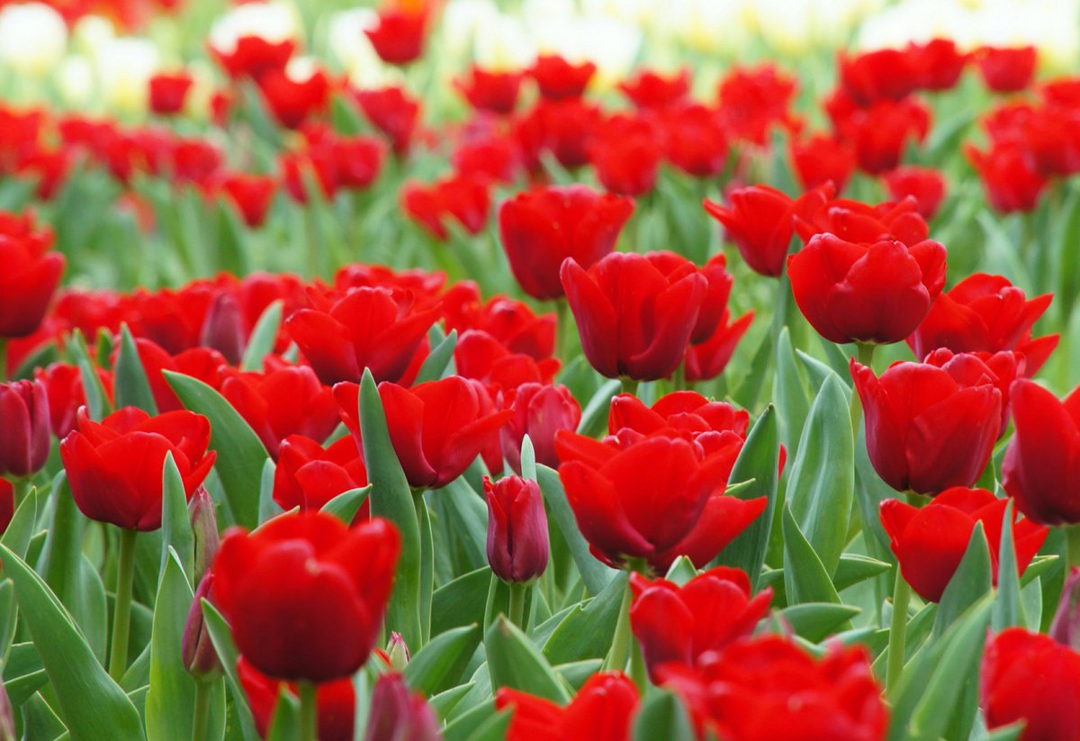 花 4月10日の花 チューリップ 花言葉 永遠の愛情 ユリ科チューリップ属 和名 鬱金香 うこんこう 渡来 江戸時代末期 花期 3月末 5月初 学名 チューリッパ 頭巾を意味するペルシャの古語から Globe あなたを信じたら あなたと死ねたら