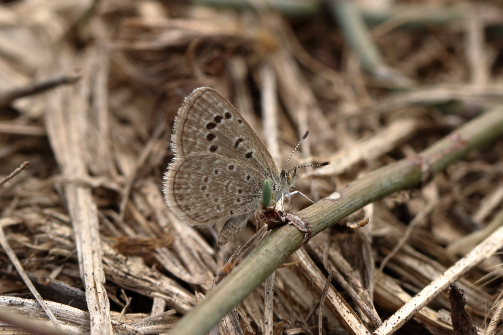 Going through a few old images.  I think this butterfly from HaYarkon Park, Tel Aviv, Israel in November 2019 might be Zizeeria karsandra.  But I'm not familiar with the fauna of that part of the world so not sure.  Any thoughts? <a href="/SPNI/">החברה להגנת הטבע</a>