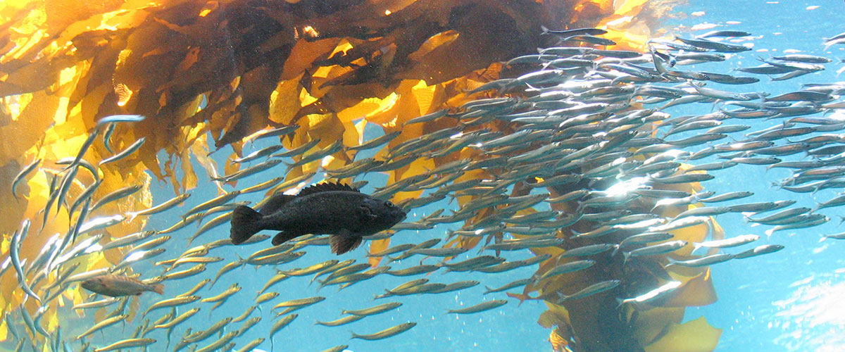  At the sea surface is the canopy & just like terrestrial forests, this level is covered with kelp leaves, crawling with bryozoans, crabs, snails, nudibranchs & fish. The canopy is often used as a nursery for many fish species 4/5