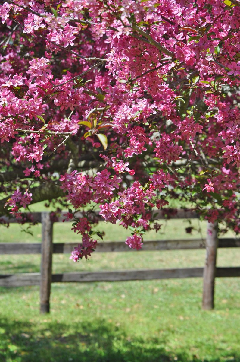 Crabapple Tree🌸
Photo By: Joseph Hill🙂📸🌸 

#CrabappleTree🌸 #tree #closeup #beautiful #colorful #peaceful #afternoon #sunnyday #daytime #SpringTime #spring #springvibes #weymouth #NaturePhotography #SouthernPinesNC #April