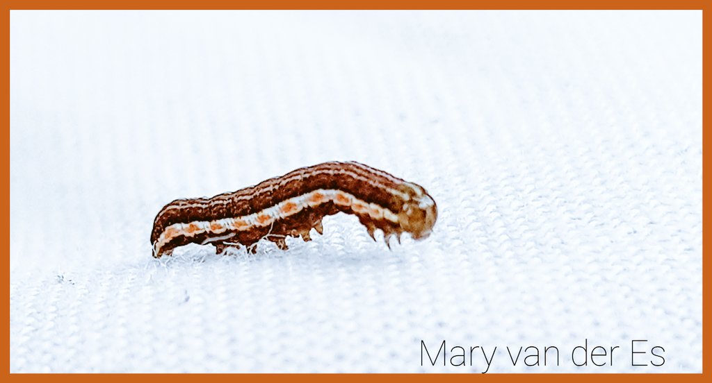 Ik wens iedereen een mooi weekend toe.

#Rups van de zeldzame #nachtvlinder de #Late_heide_uil #Xestia_agathina 
#Heath_Rustic .

<a href="/vlinderNL/">De Vlinderstichting</a> <a href="/Nachtvlinders/">Nachtvlinders</a> <a href="/waarneming/">Waarneming.nl</a> <a href="/volgdenatuur/">volg de natuur</a>