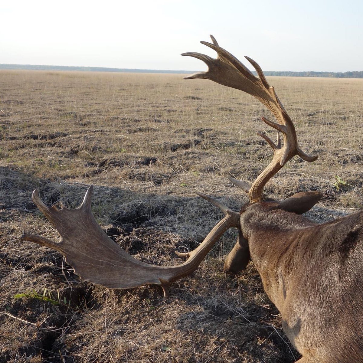 That’s a lot of bone. 
.
.
.
#fallowdeer #fallowdeerhunting #romania #plainsofsocodor #hunting #tikka #hornady #zeisshunting #scicanada #silverwillowtaxidermy