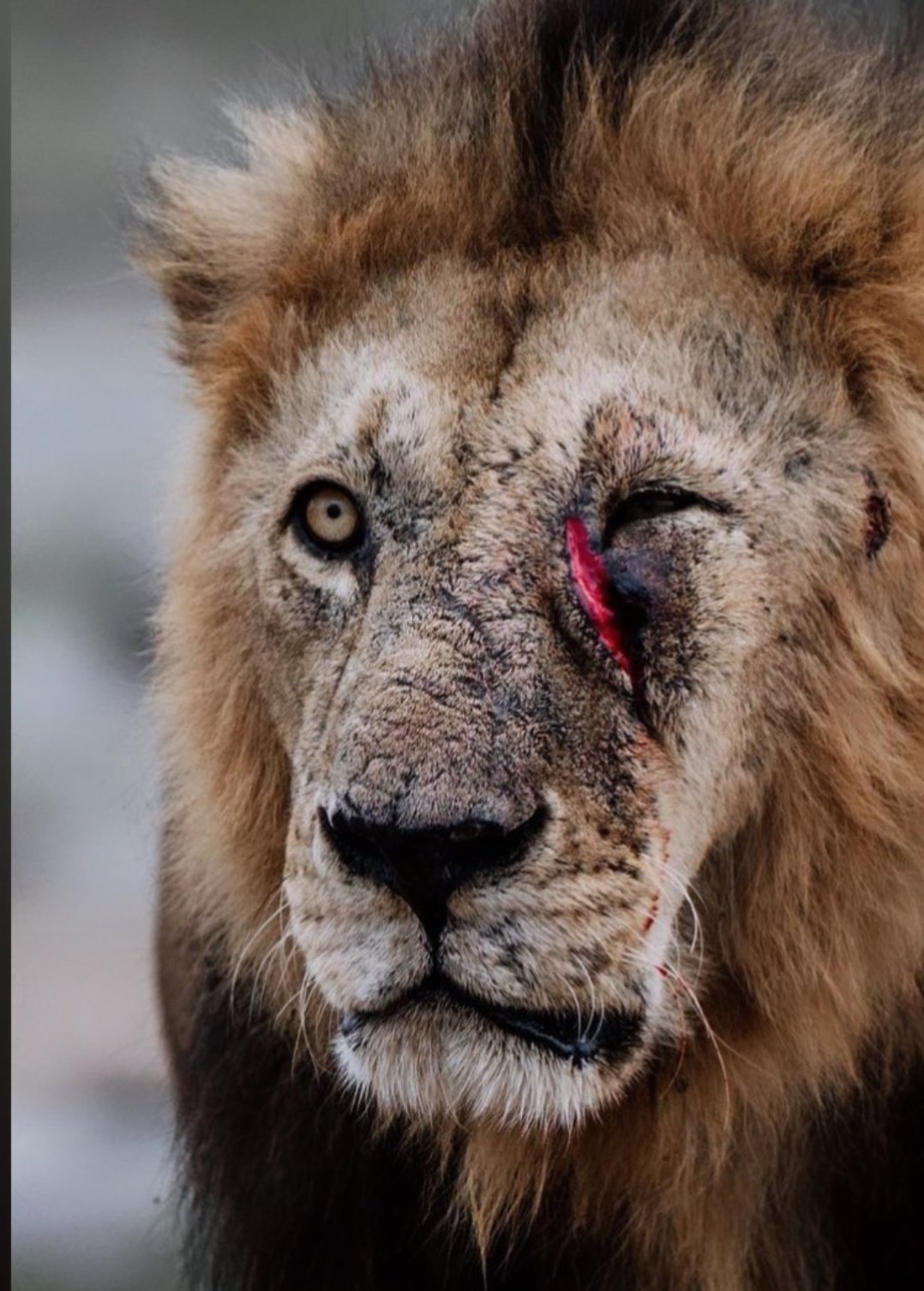 Injured Lion Is More Dangerous Quotes Mahi On Twitter: "A Wounded Lion Is More Dangerous Than A Hungry One.  @Imvkohli . Https://T.co/Cykobymmxg" / Twitter