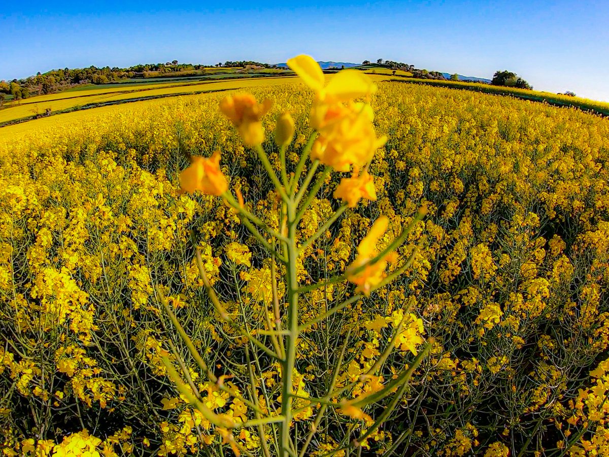 A blurry image represents million clear souls.

#lifestyle #Flowers #yellow #love #spring #freedom #NextGen #photography #trailrunning #mountains  #landscape #photooftheday #revolutionofminds #NOW #trendy #CHALLENGE #Diversity #culture #inspirational