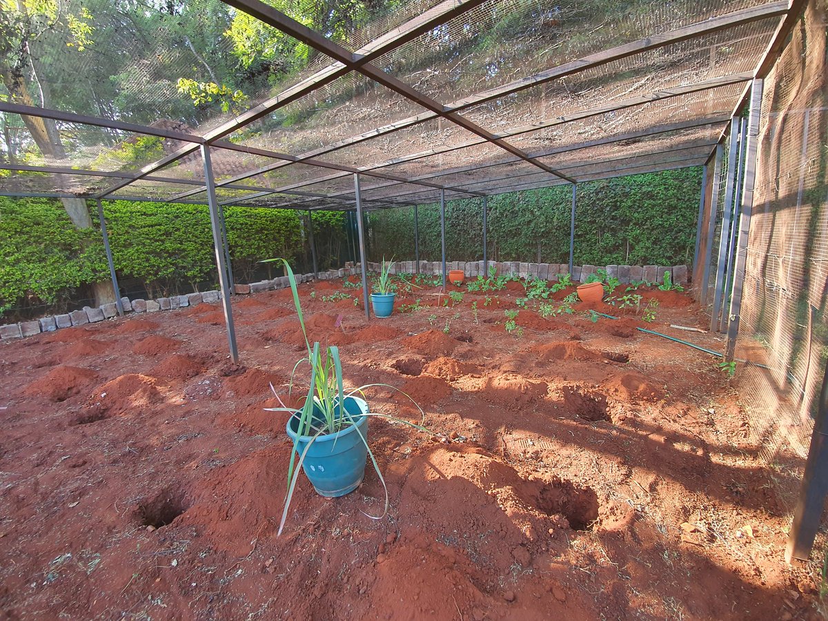ritawanjirumugo's tweet image. How I got there:

Setting up the beds like only an architect can 😉 Laying out some great foundation courtesy of @essentiakanan Lisha compost for transplanting the seedlings and more important, topdressing!

#UkulimaSiUshamba
#ArchitectureIsEverywhere