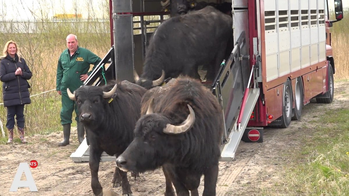 Waterbuffels moeten Diemerscheg onderhouden: "Ideale wegbeheerders"

at5.nl/artikelen/2083…