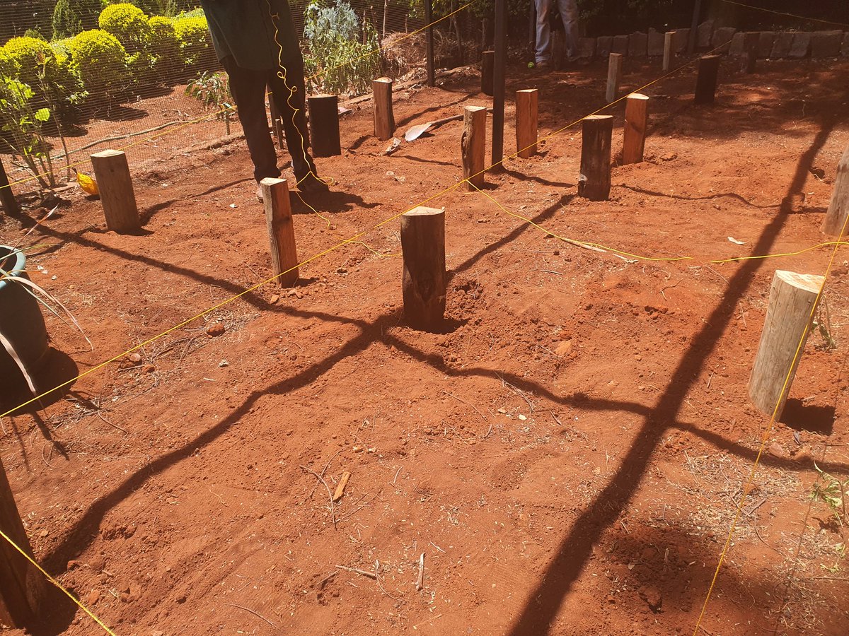 ritawanjirumugo's tweet image. How I got there:

Setting up the beds like only an architect can 😉 Laying out some great foundation courtesy of @essentiakanan Lisha compost for transplanting the seedlings and more important, topdressing!

#UkulimaSiUshamba
#ArchitectureIsEverywhere