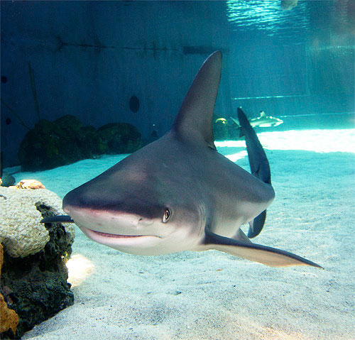 David Shiffman Scientific and Environmental Consulting, INC. is conducting a review of the biology, ecology, and conservation of the sandbar shark, Carcharhinus plumbeus.