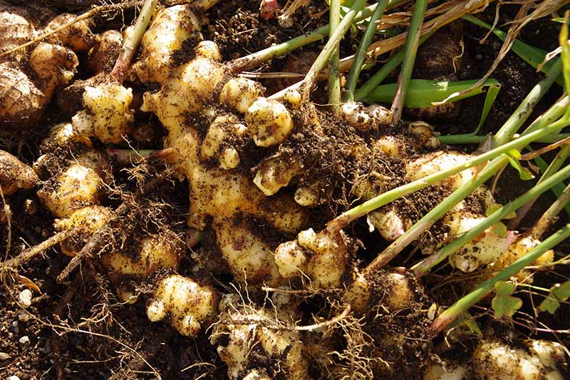 Gardeners_Path_'s tweet image. Ginger Houseplant Care Tips: How to Grow Ginger Indoors - did you know you can have the taste of fresh ginger in your kitchen in any climate? Learn how to grow ginger in containers - it's easy when you know how! gardenerspath.com/plants/herbs/g… #ginger #growyourown