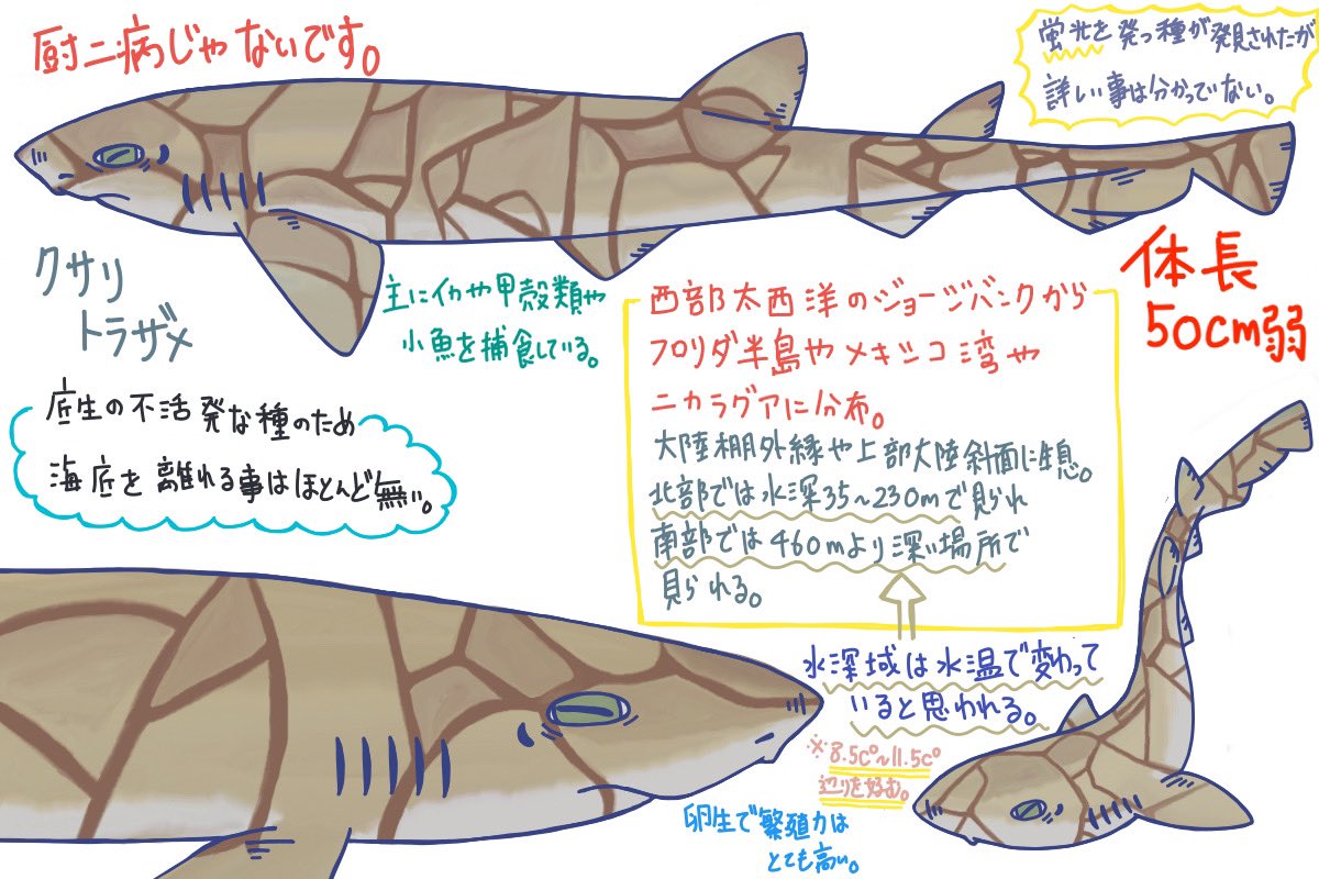 めかぶのサメ紹介ツイート Twitter