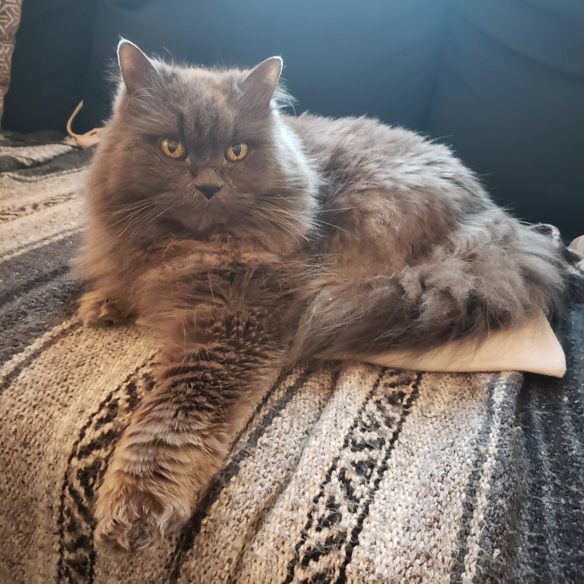 TehRealKitty's tweet image. The heating pad is mien now #kitty #CatsOfTwitter