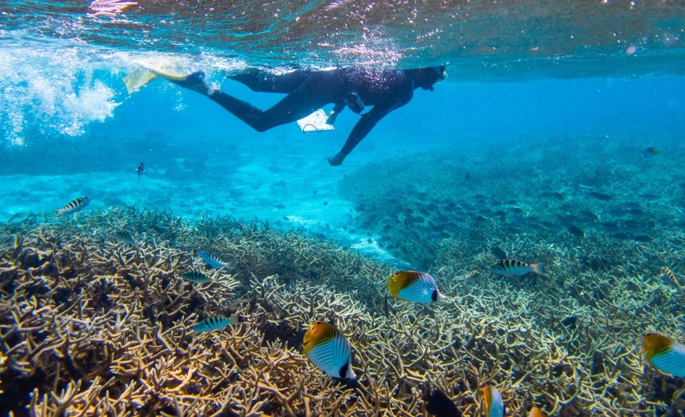 Crunching on Coral

Research finds that coral predators exert a much larger influence on young coral than expected

eemb.ucsb.edu/news/all/2021/…
