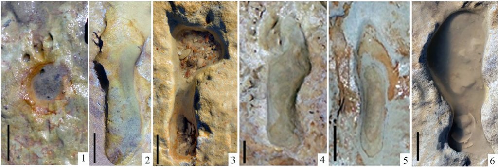 robertosaezm's tweet image. Las huellas neandertales de la playa de Matalascañas 🇪🇸
Neandertal footprints at Matalascañas beach 🇬🇧 nutcrackerman.com/2021/02/03/las… #NutcrackerMan