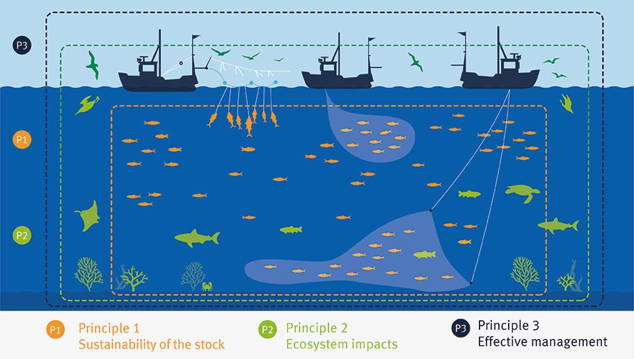 The MSC fisheries standard includes 28 indicators, grouped into primary stock sustainability, ecosystem impacts (including habitat impacts and bycatch), and management. People have wrongly claimed that MSC does not factor in bycatch at all. That's just not correct.