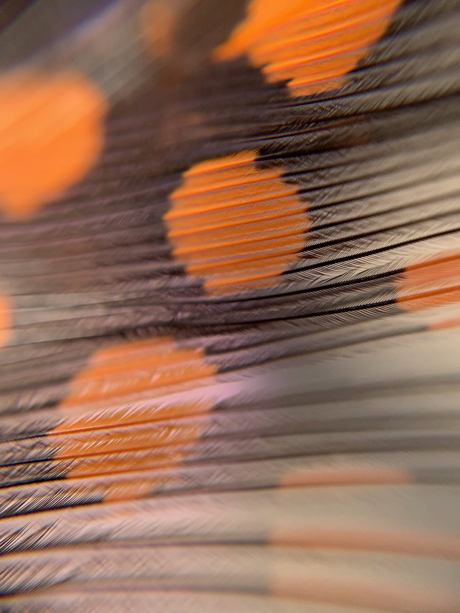 On part à la découverte du tout petit! Le printemps nous rappel qu’y a tellement à découvrir autour de nous! <a href="/smbmerrickville/">SMB</a>