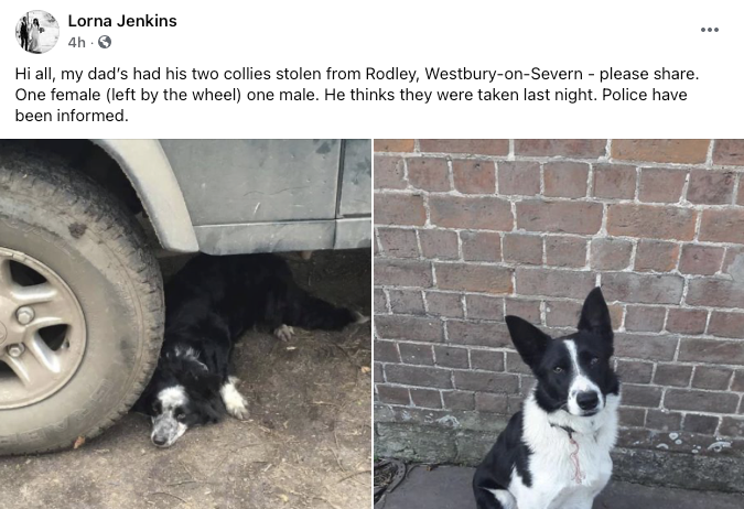robellis82's tweet photo. **PLEASE SHARE**

My friend's father had two collies stolen from a farm in Rodley, Westbury-on-Severn #Gloucestershire last night.  One female &amp; one male #stolendogs

@DogLostUK @MissingPetsGB @FINDMISSINGDOGS @SAMPAuk_ @thedogfinder @pettheftaware https://t.co/PTJARolUev