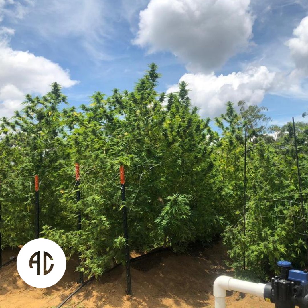 Healthy looking plants!
#alliedcorp #thc #cbd