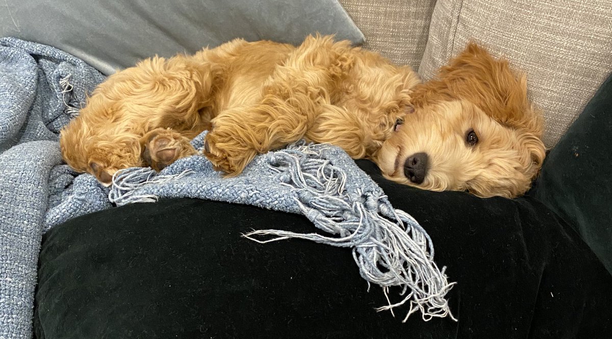 Ruby_RedPanda's tweet image. The latest shots from my “teddy bear weekly” photo shoot came in. Don’t be fooled. I’m still a puppy, sort of.