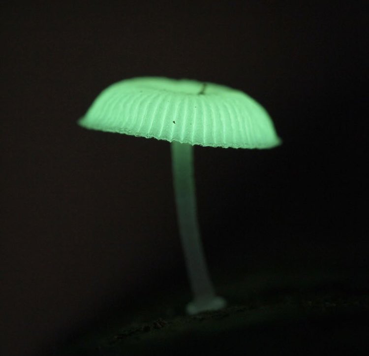 This is a bioluminescent mushroom found in the Northwest Panay Peninsula National Park🇵🇭

Fact: The luciferins found in the bioluminescent mushrooms are the same compound found in fireflies and underwater creatures

Only 71/1000 are known to produce green light!