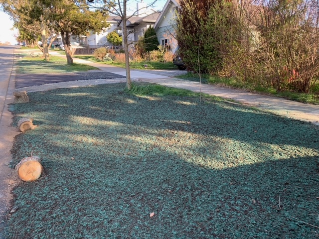 My front boulevard, reseeded with Kentucky Bluegrass yesterday (after talking with several contractors throughout the month and showing them the work I'd done):